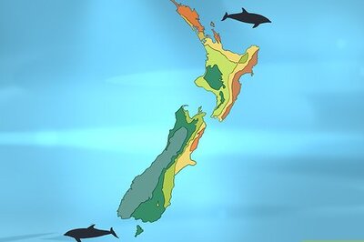 How to Identify a New Zealand Dolphin