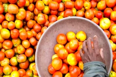 Govt Says Tomato Prices Will Cool Down in Next 15 Days; Normalise in a Month