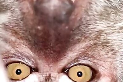 Just Monkeying Around: Primate Takes Phone, Then Selfies