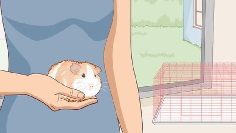 How to Care for an Outdoor Guinea Pig