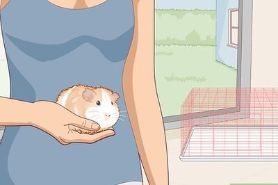 How to Care for an Outdoor Guinea Pig