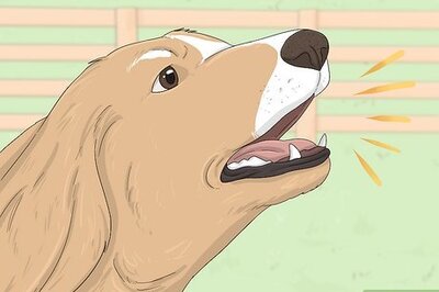 How to Stop Your Dog from Barking at Strangers