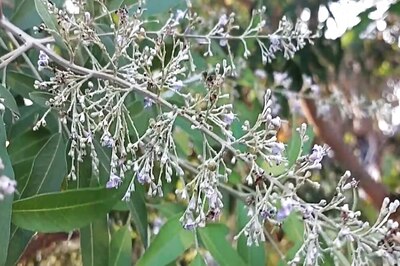 How Nochi Leaf Herbal Pillow Can Treat The Sinus-related Headaches