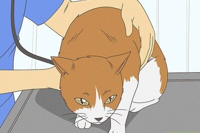 How to Care for a Cat with Feline Leukemia