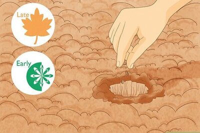 How to Plant a Mesquite Tree