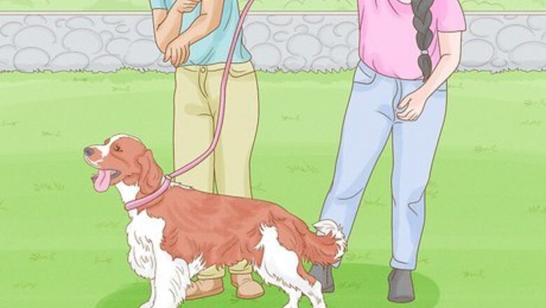 How to Become a Professional Dog Walker