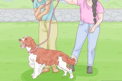 How to Become a Professional Dog Walker