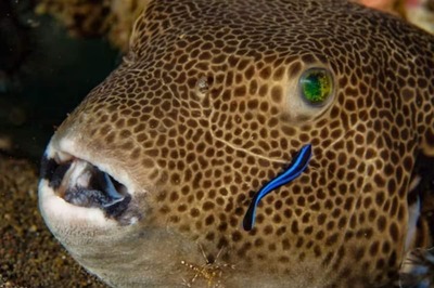 Florida Teenagers Catch Massive Fish Weighing 114 Kg