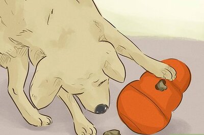 How to Keep Your Dog Happy