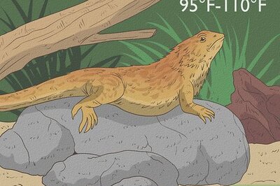 How to Care for a Sick Bearded Dragon