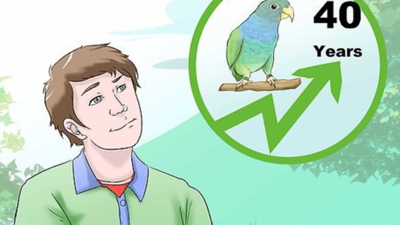 How to Know if a Pionus Parrot Is Right for You