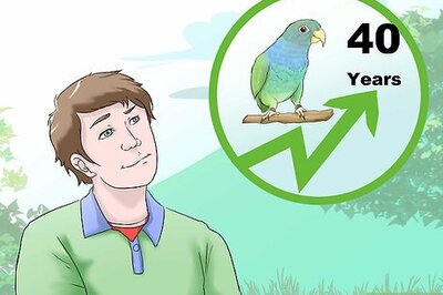 How to Know if a Pionus Parrot Is Right for You