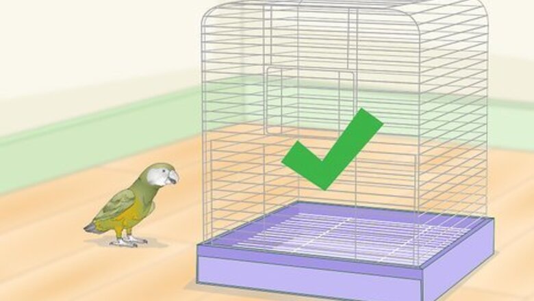 How to Keep a Senegal Parrot Entertained