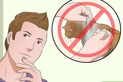 How to Microchip Your Cat