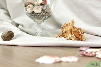 How to Display Seashells