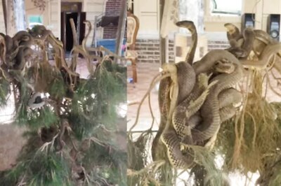 'Lord Shiva Reincarnated': Video Of Snakes On A Sandalwood Tree Leaves Internet Awestruck