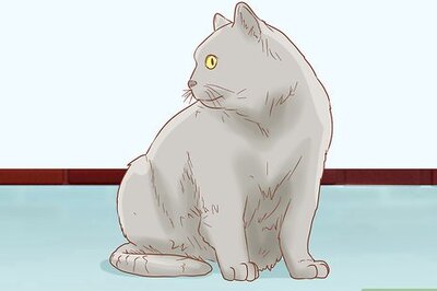 How to Identify a Chartreux Cat