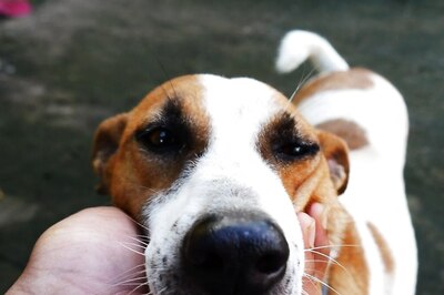 World Veterinary Day 2024: How Veterinary Visits Impact Pet Longevity