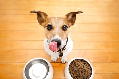 5 Nutritious Human Foods For Dogs That You Can Give Them To Grow Stronger