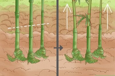 How to Get Rid of Bamboo in Your Yard