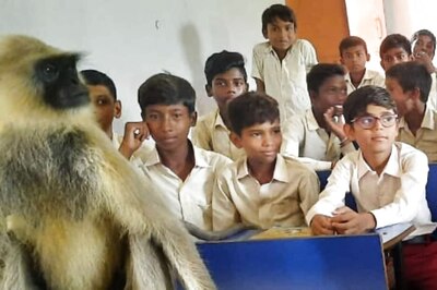 WATCH: Langur Attends Class With Kids in Jharkhand's Hazaribagh