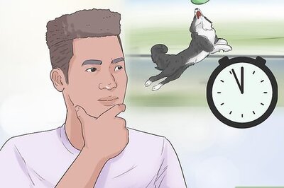 How to Choose an Active Dog