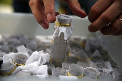 US Researchers Discover Insecticide Created by Nazis But Forgotten After World War II