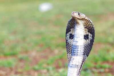 Snake Catcher Rescues 13-foot King Cobra In Uttar Kannada district of Karnataka