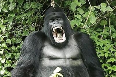 South Florida gorilla undergoes cataract surgery