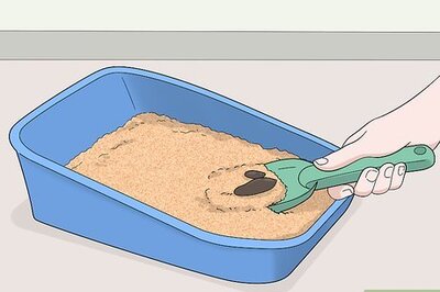 How to Stop a Cat from Peeing on the Floor