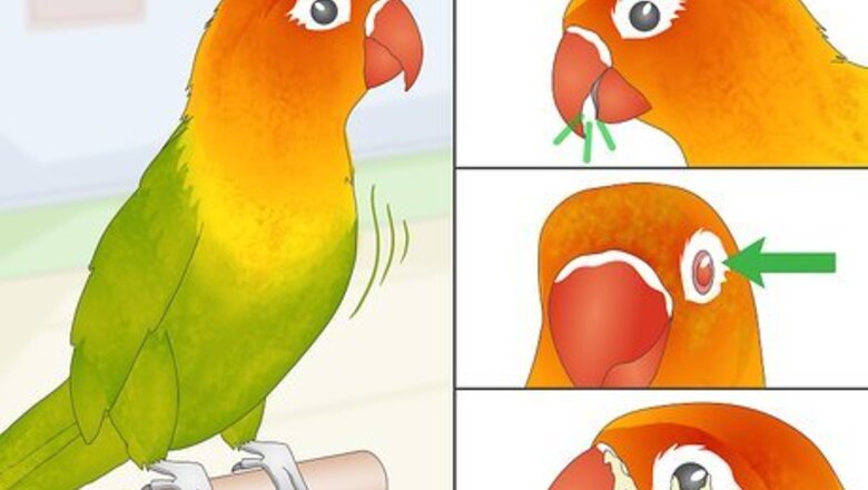 How to Treat Chlamydiosis in Lovebirds