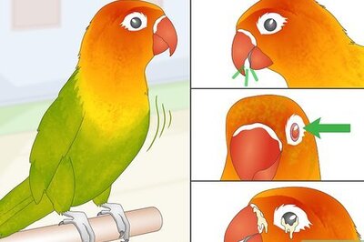 How to Treat Chlamydiosis in Lovebirds