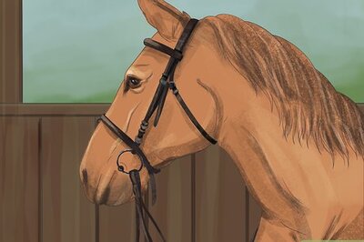 How to Brush a Horse
