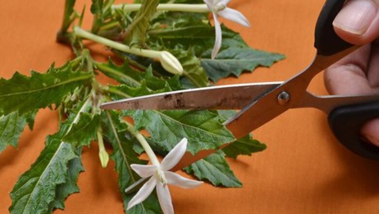 How to Preserve Herbs