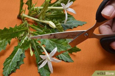 How to Preserve Herbs