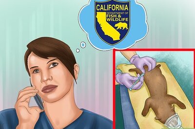 How to Travel With a Ferret