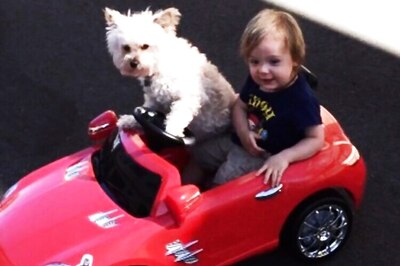 Pet Dogs May Help Cut Stress In Kids: Study