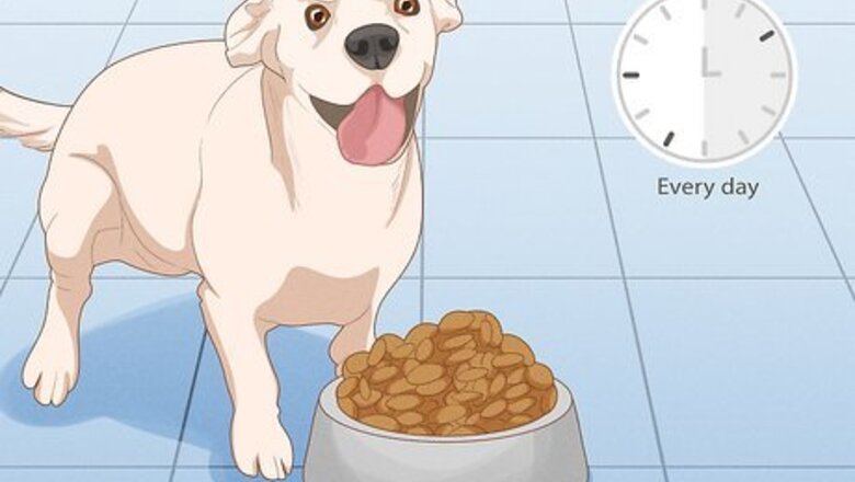 How to Prevent Dog Fights