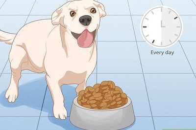 How to Prevent Dog Fights