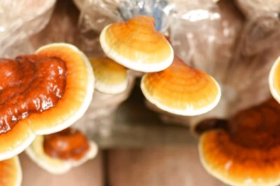 Mushrooms Could Help You Look Younger: Study