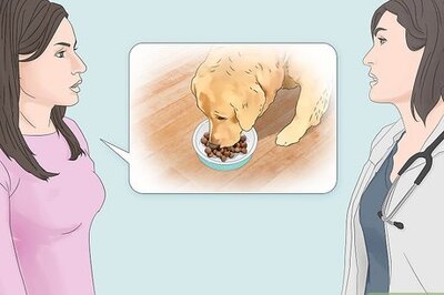 How to Treat Obesity in Labrador Retrievers