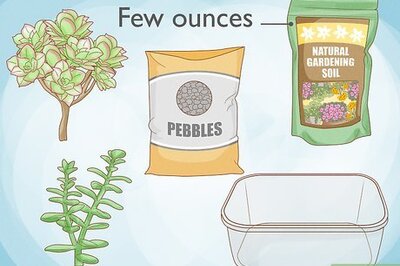 How to Grow a Miniature Succulent Garden