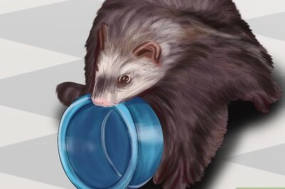 How to Prevent Heartworm in Ferrets