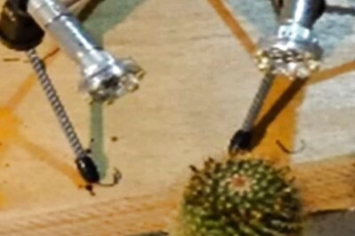 Do Plants Really Scream When Uprooted? This New Study Will Make You Questioning Everything