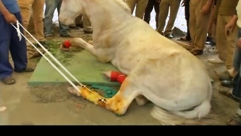Leg of Uttarakhand Police horse, who was 'attacked' by BJP members, amputated