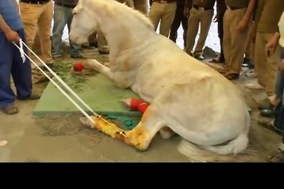 Leg of Uttarakhand Police horse, who was 'attacked' by BJP members, amputated