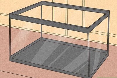 How to Take Care of an Aquatic Frog