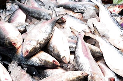Ilish-ous Durga Puja Gift: Prized Padma Hilsa from Bangladesh Coming to India as Sheikh Hasina Permits Export
