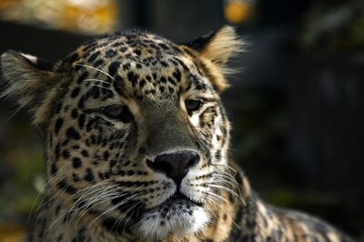 No Foul Play, Say Officials, After Female Leopard's Death in Yeoor Forest 