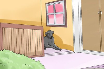 How to Keep Your Dog Comfortable Outdoors